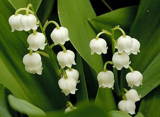 lily of the valley