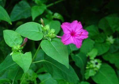 mirabilis jalapa أزهار العصر - شب الليل - أزهار مارفيل أوف بيرو