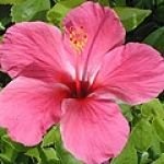 Hibiscus