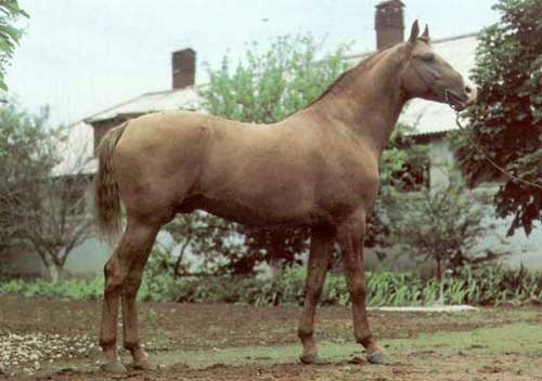 خيول نيسيا الفارسية